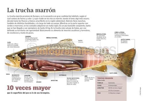 Infografía: Beneficios de la trucha asalmonada