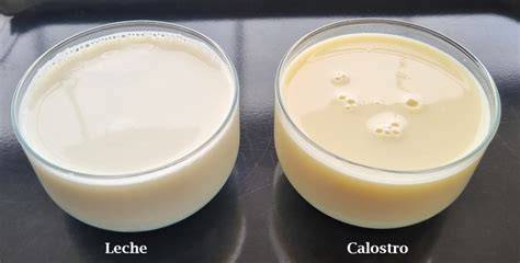 Comparación de la composición del calostro natural y leche normal