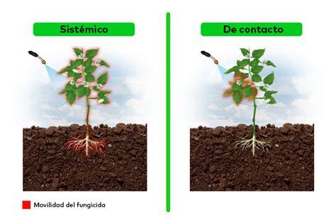 Herbicidas sistémicos vs. de contacto