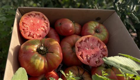 Campo de tomates rosas de Barbastro al aire libre