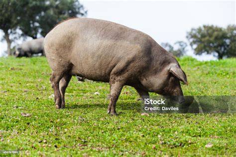 Cerdo ibérico pastando