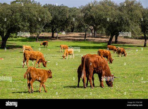 Ganado pastando en fincas de Ciudad Real y Toledo