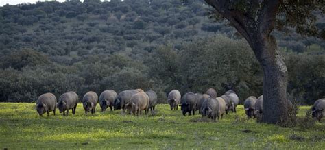 Cerdo ibérico en la dehesa de Salamanca