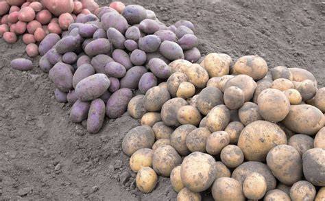 Patatas de diferentes colores y tamaños