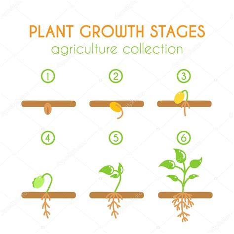 Esquema de las etapas de crecimiento de la planta de patata