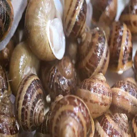 Caracoles frescos para paella