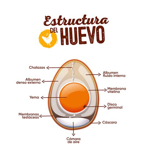 Diagrama de la estructura de un huevo y su cáscara