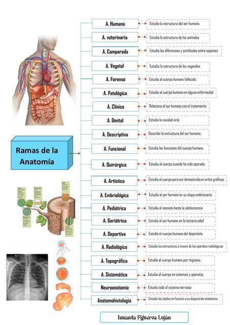 Ramas de la anatomía