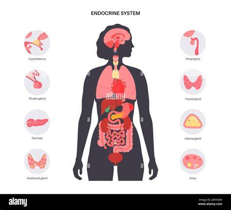 Sistema endocrino