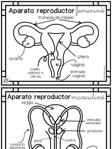 Sistema reproductor femenino y masculino