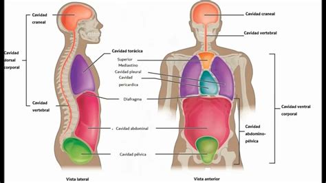 Cavidades del cuerpo humano