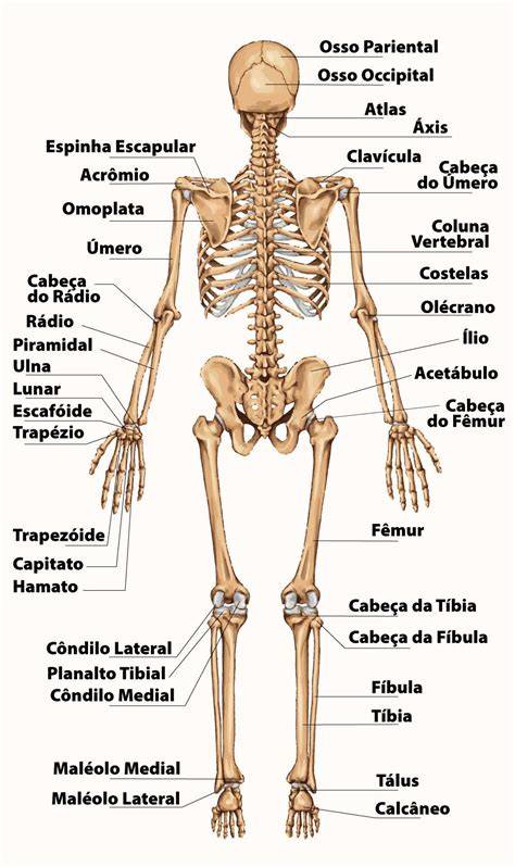 Esqueleto humano