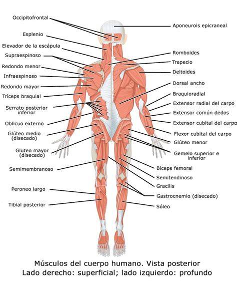 Principales músculos del cuerpo humano
