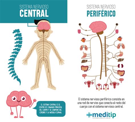 Sistema nervioso central y periférico