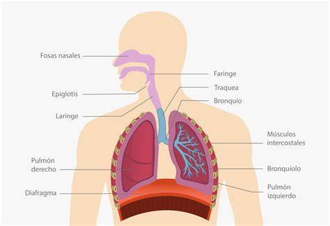 Sistema respiratorio