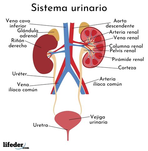 Sistema urinario