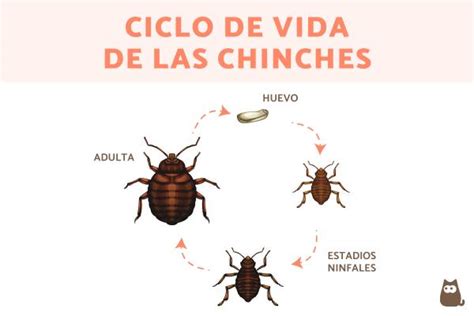 Esquema del ciclo de vida del chinche de la calabaza desde huevo hasta adulto