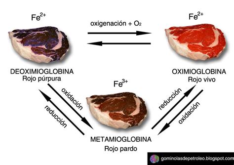 Esquema de las reacciones de la mioglobina, oximioglobina y metamioglobina