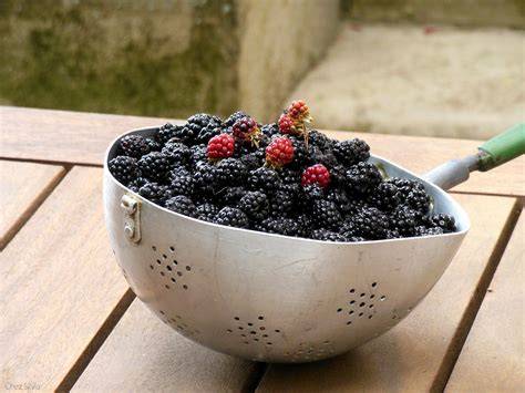 Cesta de moras silvestres recién recolectadas