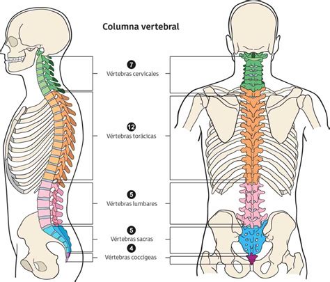 Posición de las vértebras torácicas en la columna vertebral