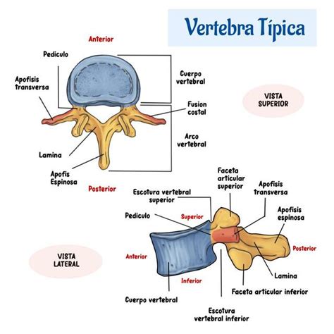 Anatomía de una vértebra torácica típica con sus diferentes apófisis y carillas articulares