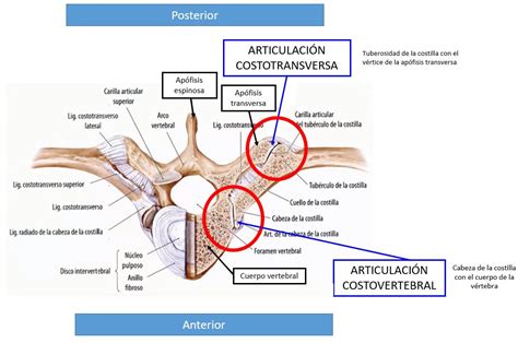 Articulaciones costovertebrales y costotransversas de una vértebra torácica