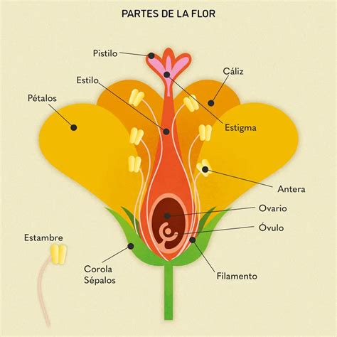 Diagrama de las partes internas de una panificadora