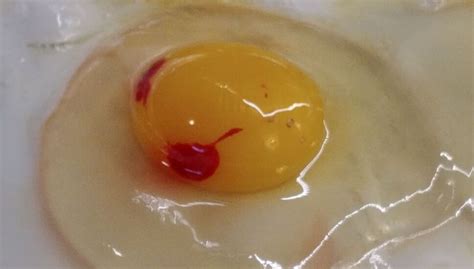 Huevo con una mancha de sangre en la yema