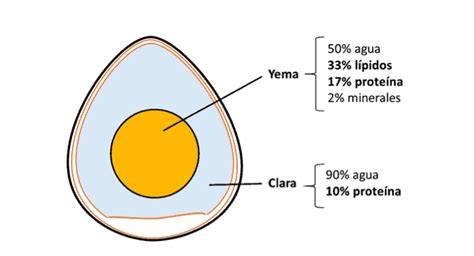 Diferencia entre la yema y la clara del huevo