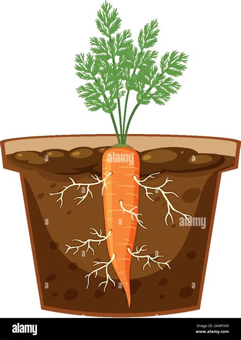 Ilustración de la planta de zanahoria (Daucus carota)