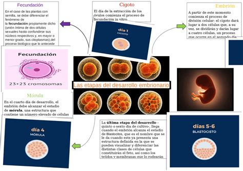 Vela de huevos para observar el desarrollo embrionario