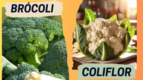 Comparativa visual entre brócoli y coliflor