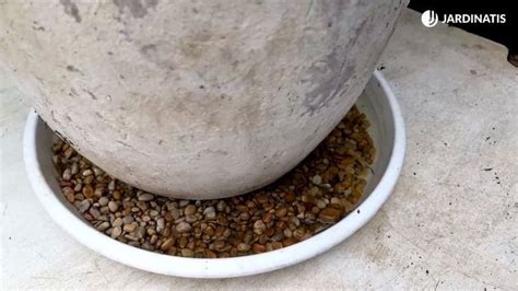 Plato con guijarros para aumentar la humedad