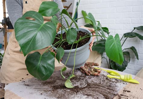 Monstera en una maceta nueva después del trasplante