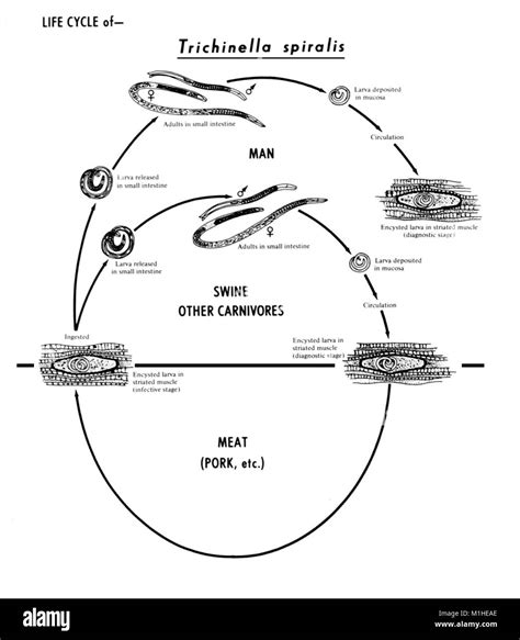 Esquema del ciclo de vida de Trichinella
