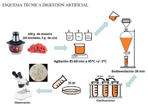 Laboratorio realizando pruebas de digestión artificial para Trichinella