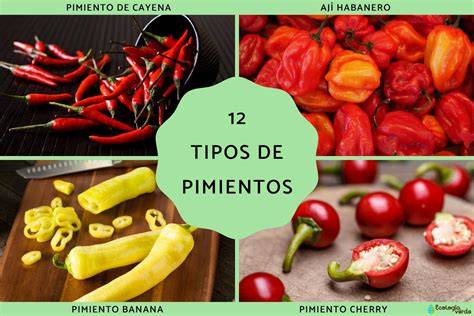 Tipos de pimientos según su color y maduración