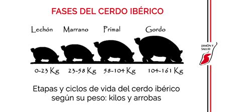 Infografía del ciclo de vida del cerdo