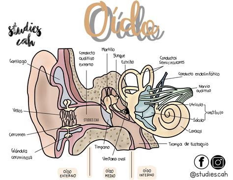Diagrama de la anatomía del oído con énfasis en cartílago y pericondrio