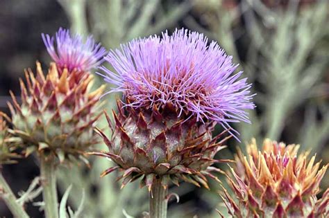 Morfología detallada de Cynara cardunculus L.