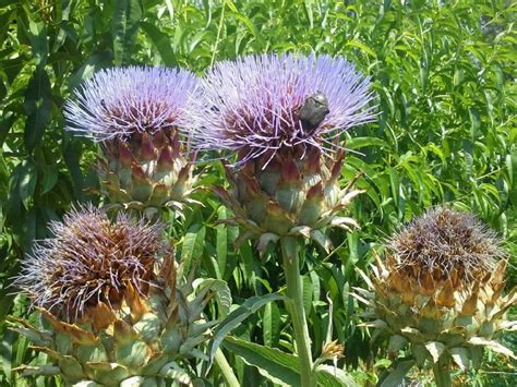 Impacto de Cynara cardunculus L. como especie invasora en pastizales