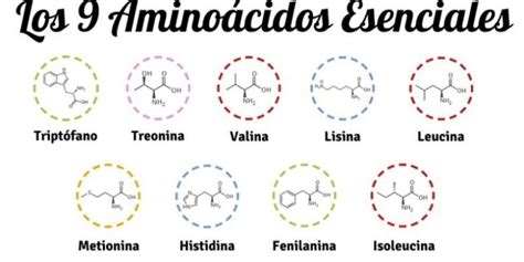 Infografía: Los 9 aminoácidos esenciales y sus funciones