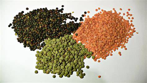 Diferentes tipos de lentejas (pardina, rubia, roja, beluga)