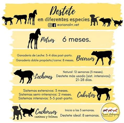 Esquema de las etapas del destete en corderos