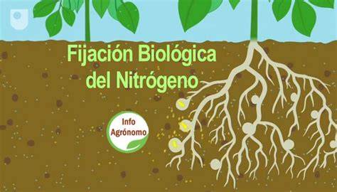 Diagrama mostrando la fijación de nitrógeno en las raíces de las leguminosas
