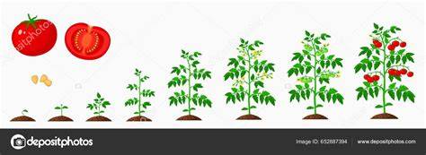 Ciclo de vida del tomate