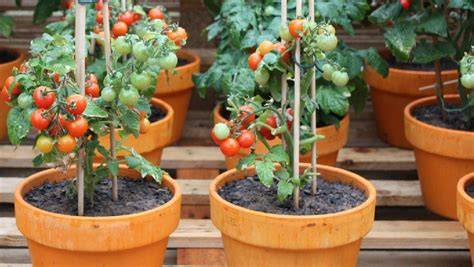 Tomates en macetas