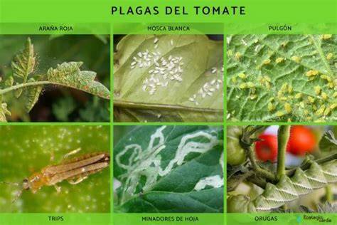 Plagas comunes del tomate