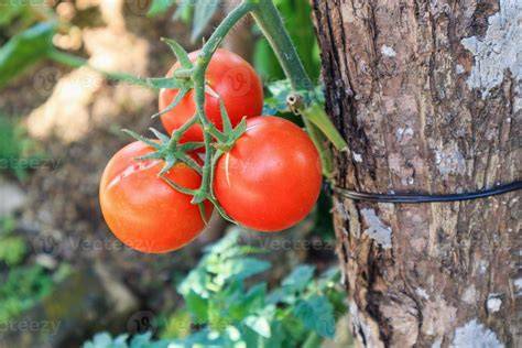 Tomates maduros en la planta