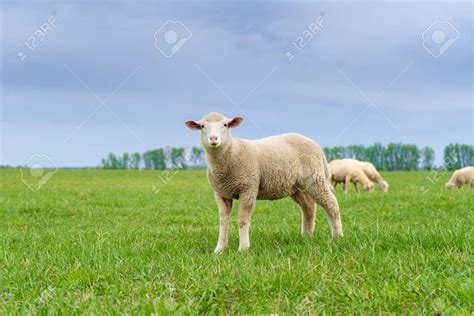 Cordero pastando en un campo soleado